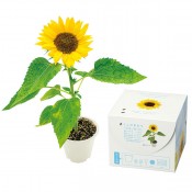 �ߥˤҤޤ����ݥ��å�