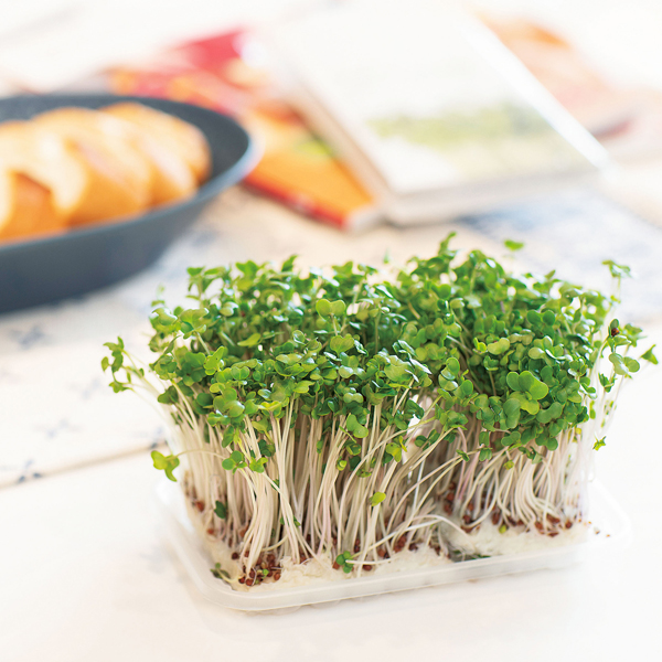 スプラウトブック スプラウトブック